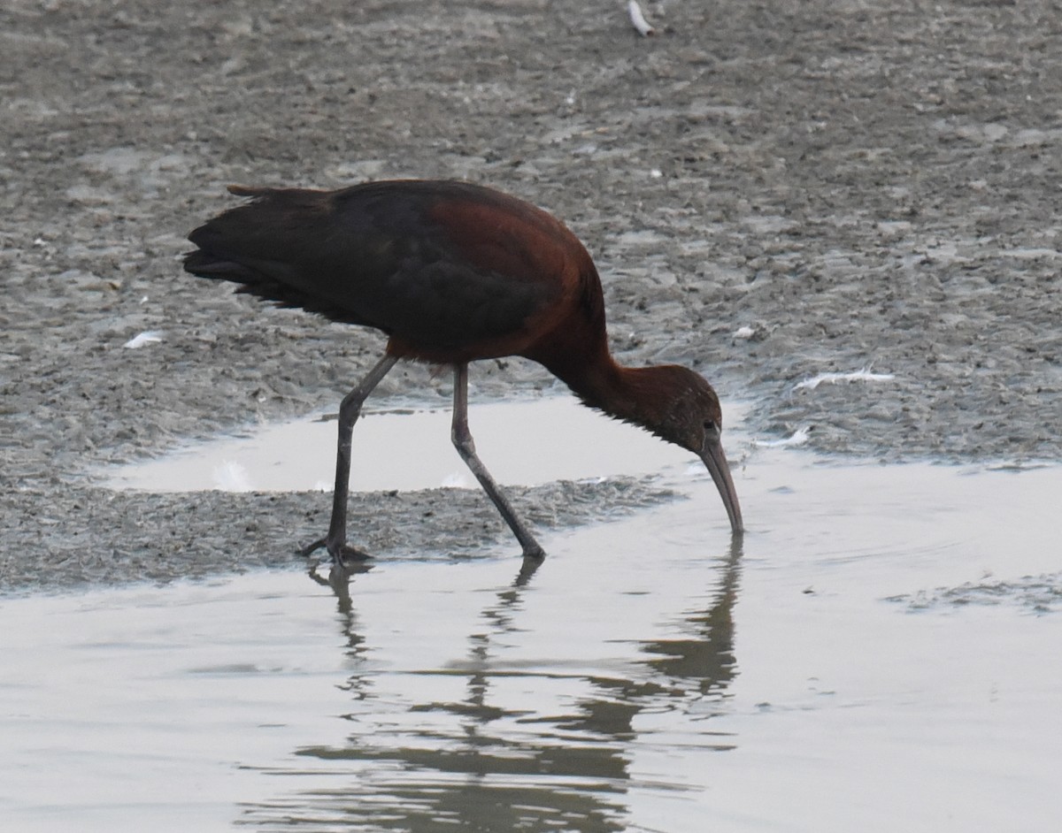ibis hnědý - ML37211251