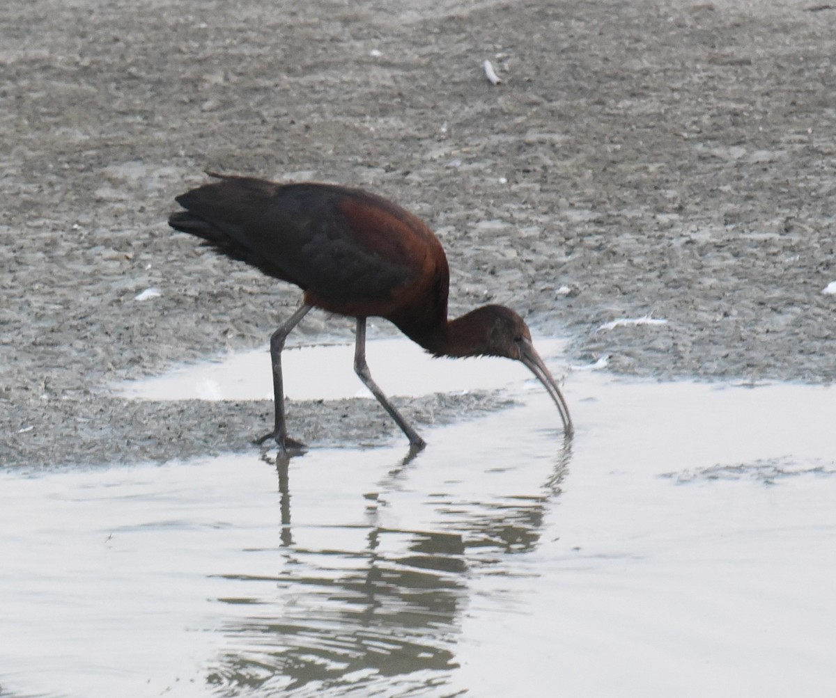 ibis hnědý - ML37211271