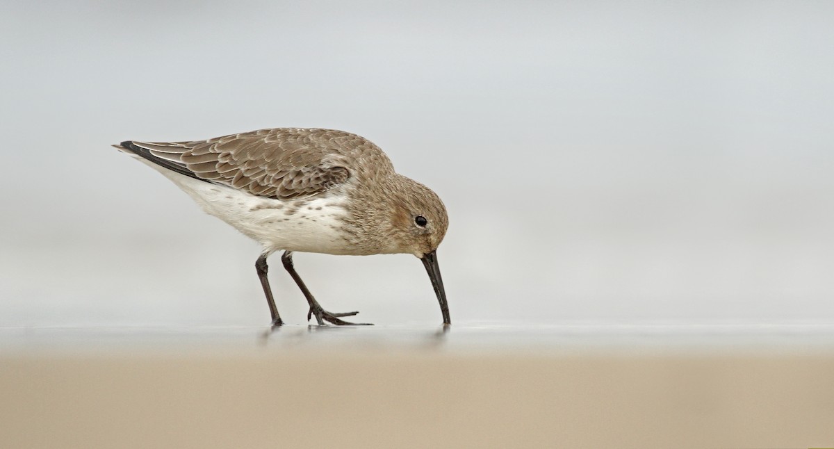 Dunlin - ML37211311