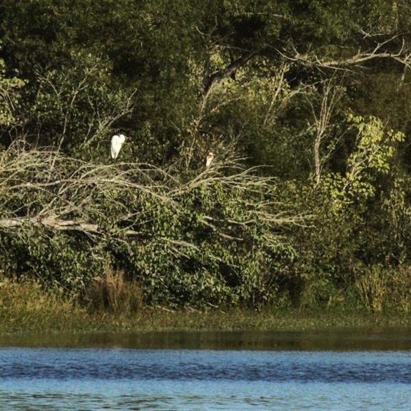 Tricolored Heron - ML372114021