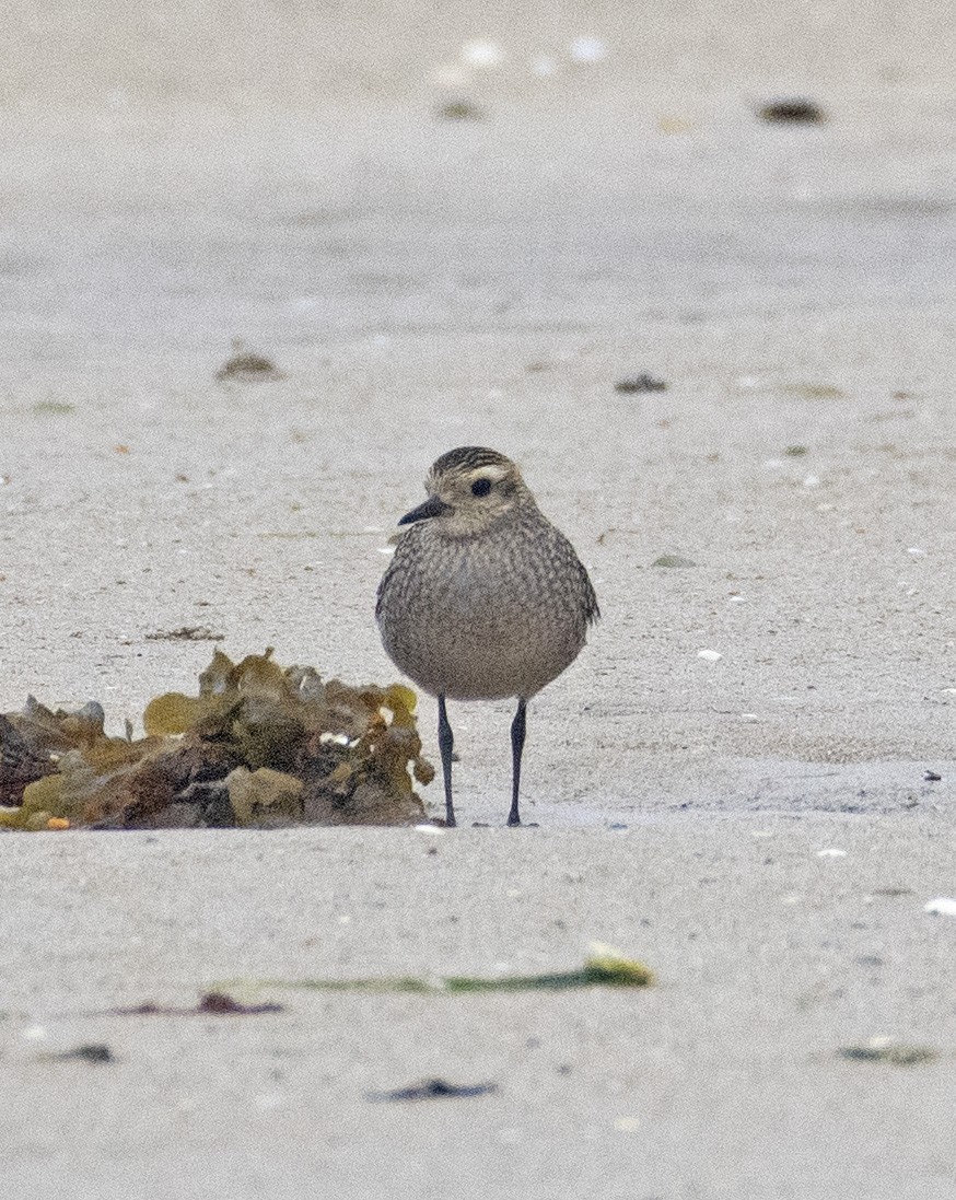 American Golden-Plover - ML372114171