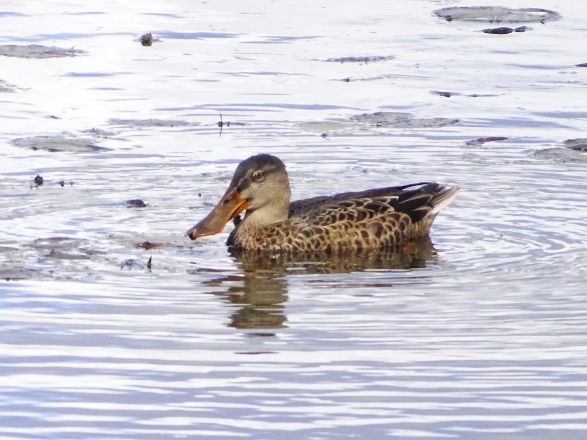 Northern Shoveler - ML372114231