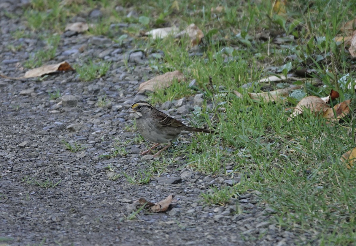 White-throated Sparrow - ML372114571