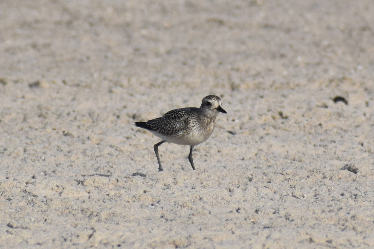 Black-bellied Plover - ML372118021