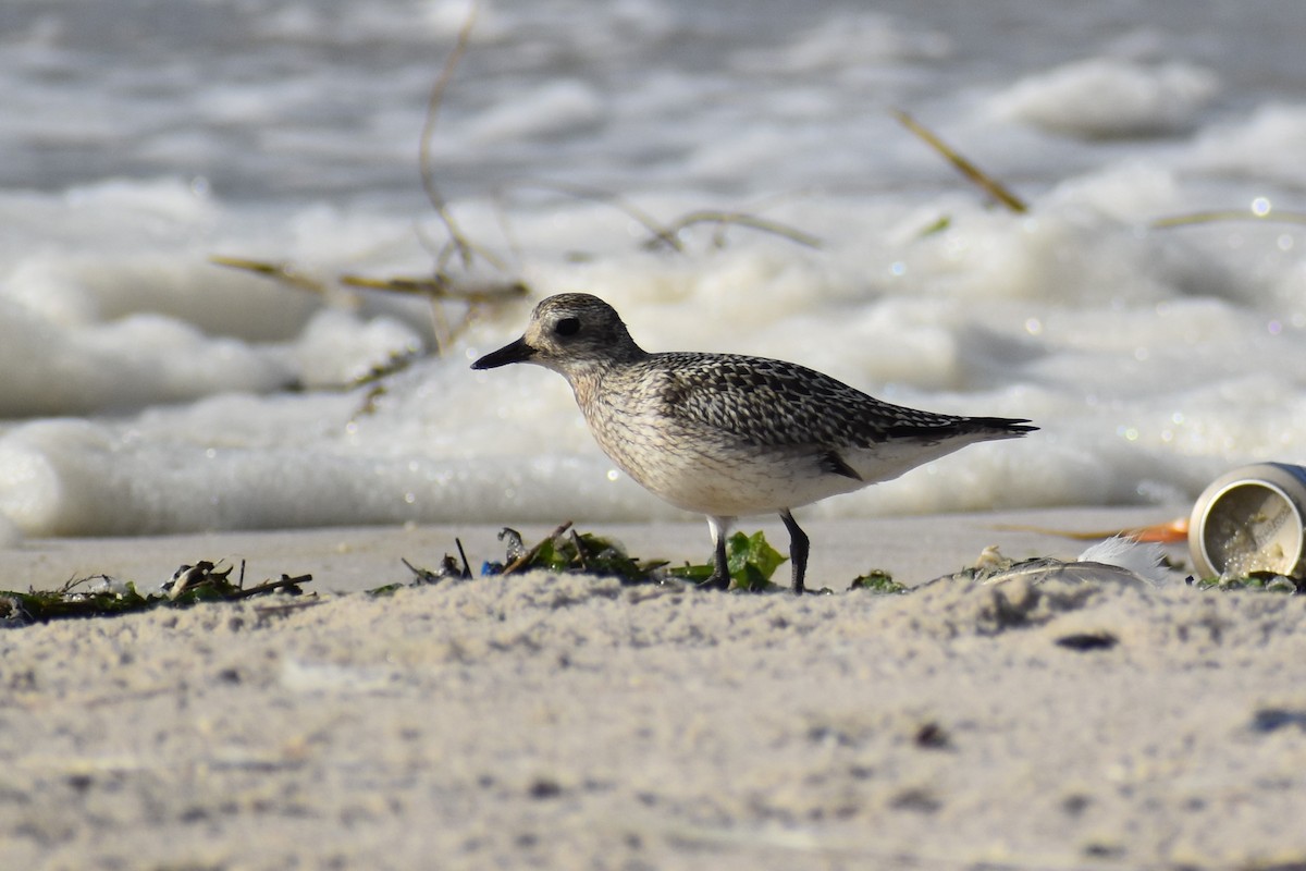 Black-bellied Plover - ML372118041