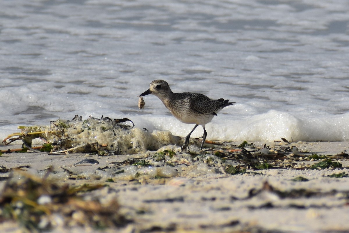 Black-bellied Plover - ML372118051