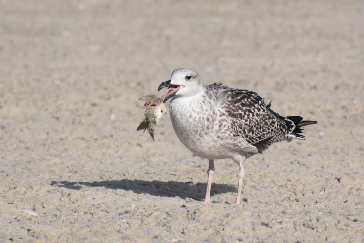 Great Black-backed Gull - ML372118111