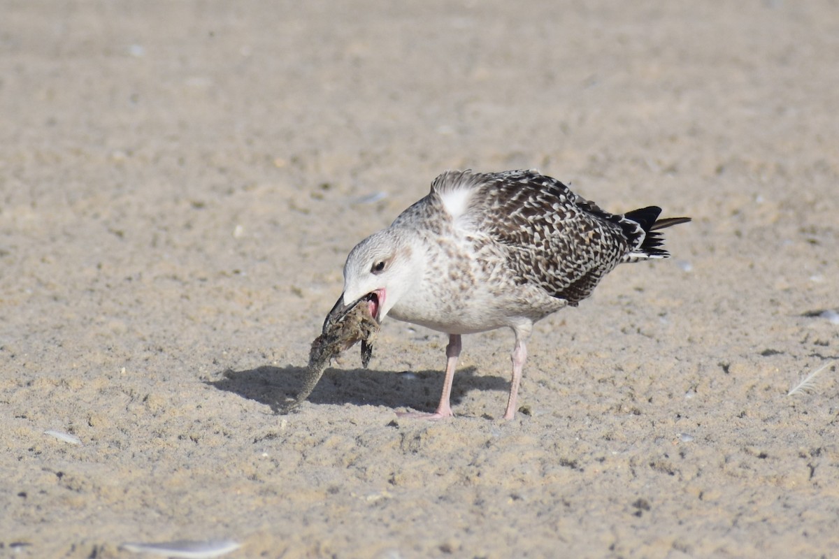 Great Black-backed Gull - ML372118121