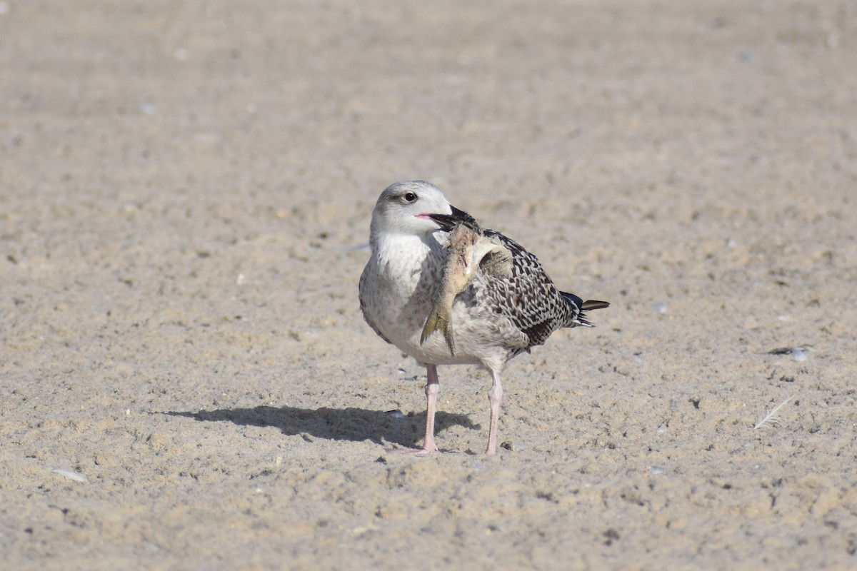 Great Black-backed Gull - ML372118131