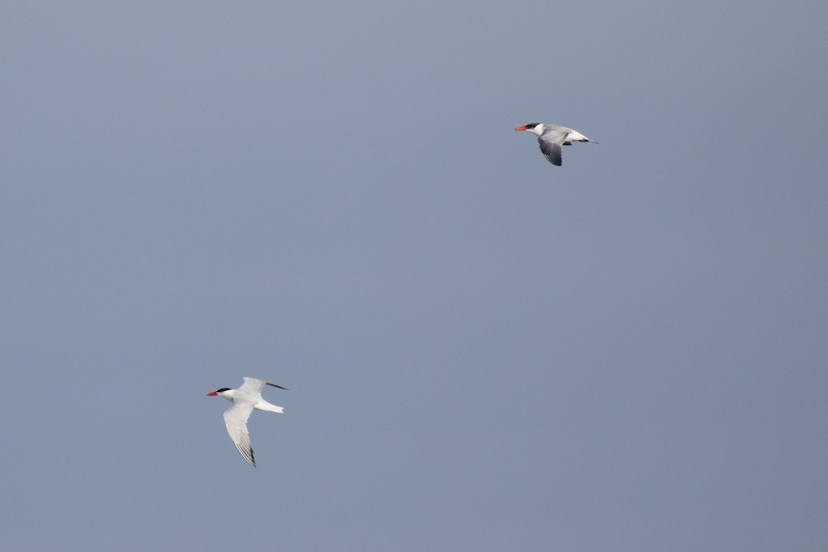 Caspian Tern - David Lichter