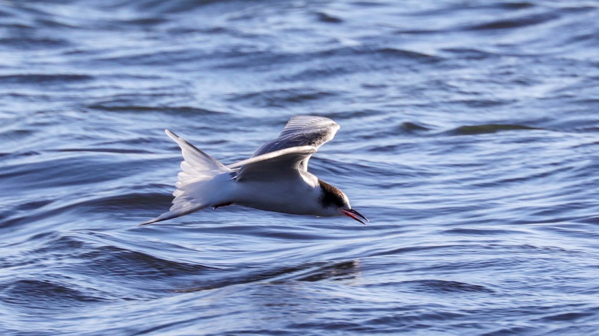 Arctic Tern - Lynn Duncan