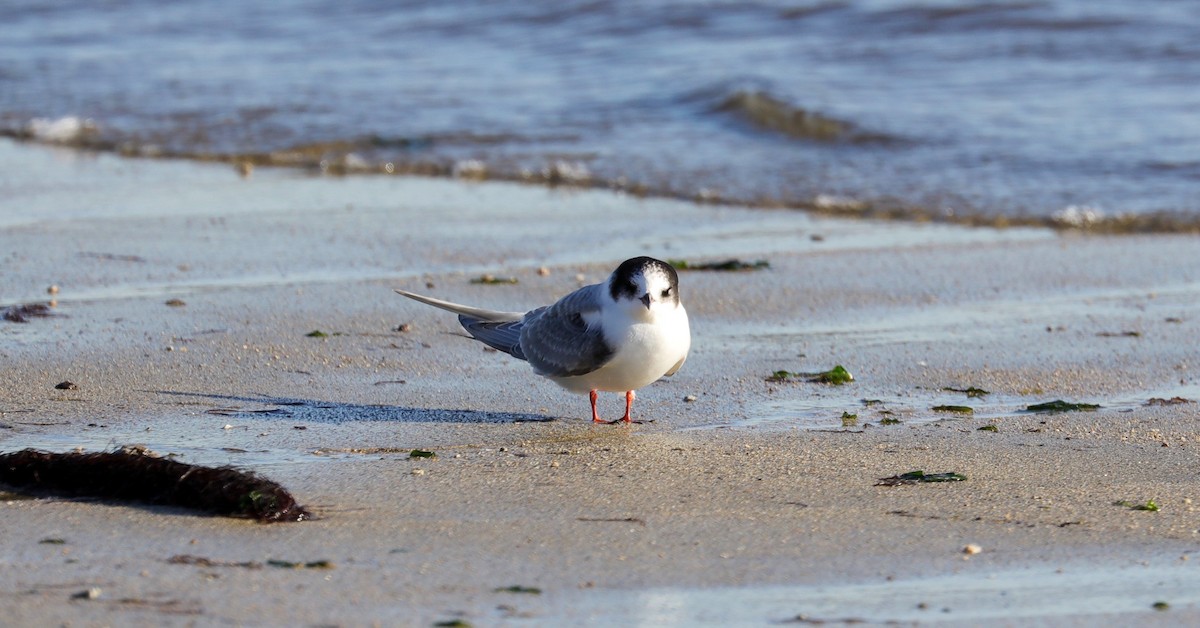 Arctic Tern - Lynn Duncan