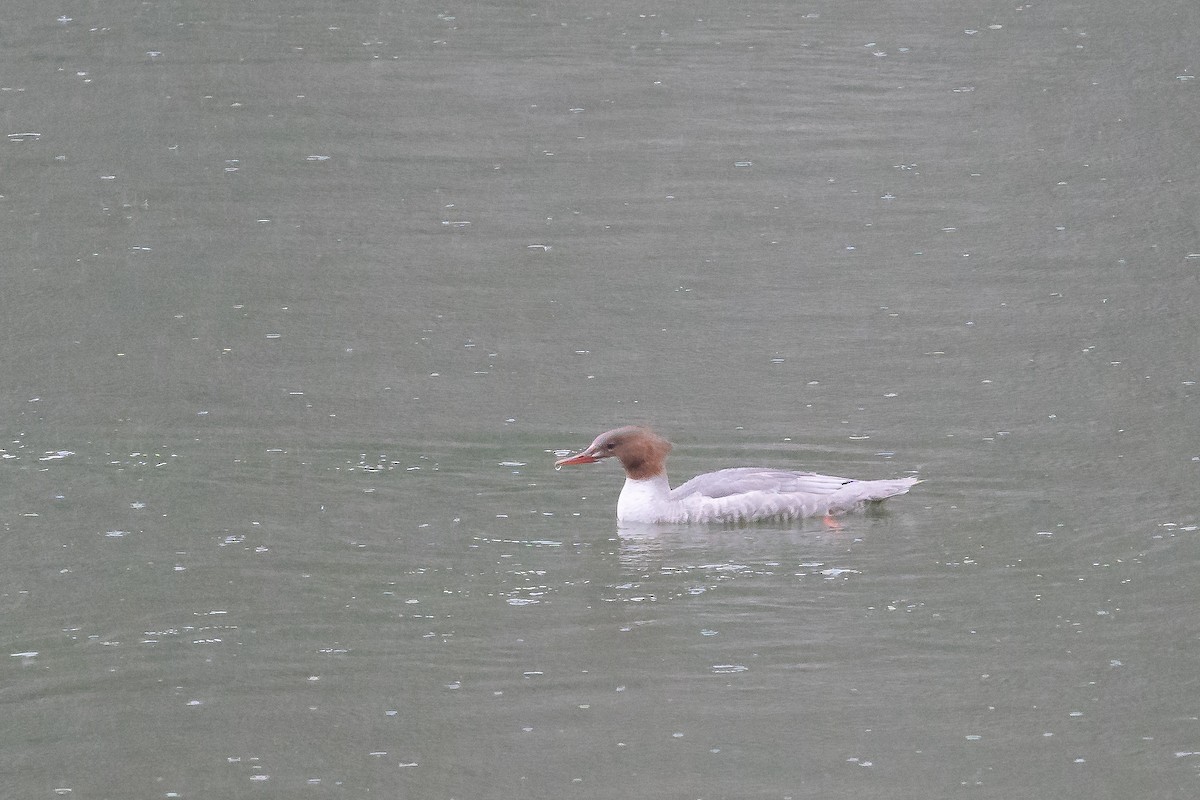 Zerra handia - ML372119901