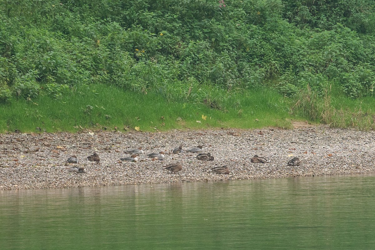 Zerra handia - ML372119911