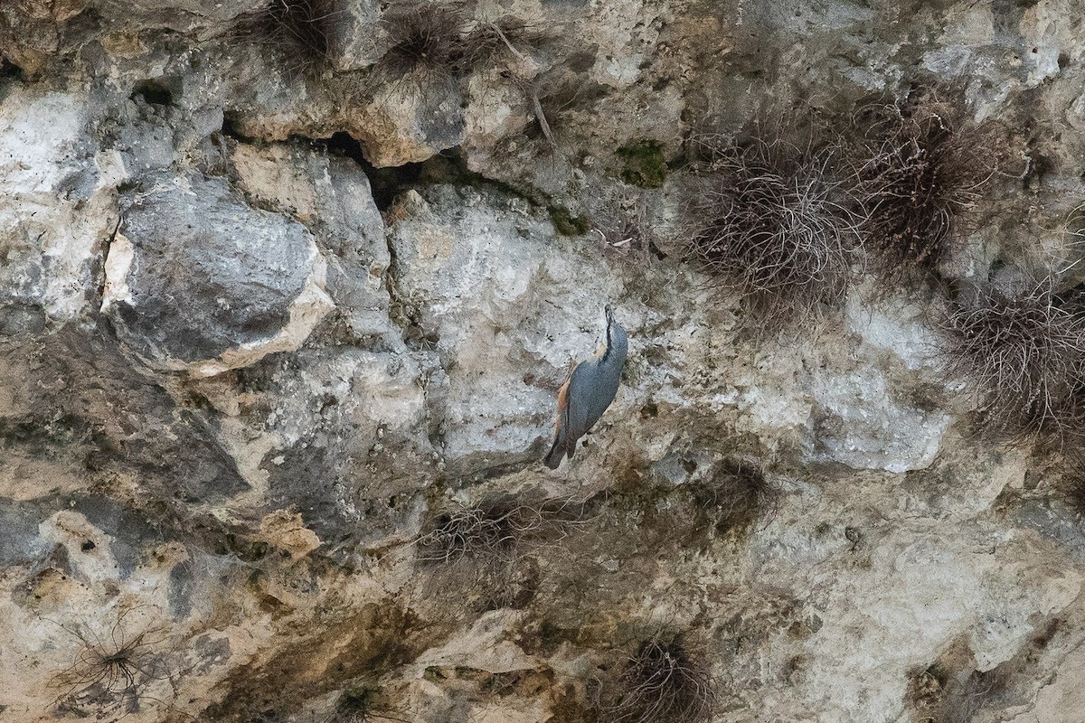 Garrapo eurasiarra - ML372120131