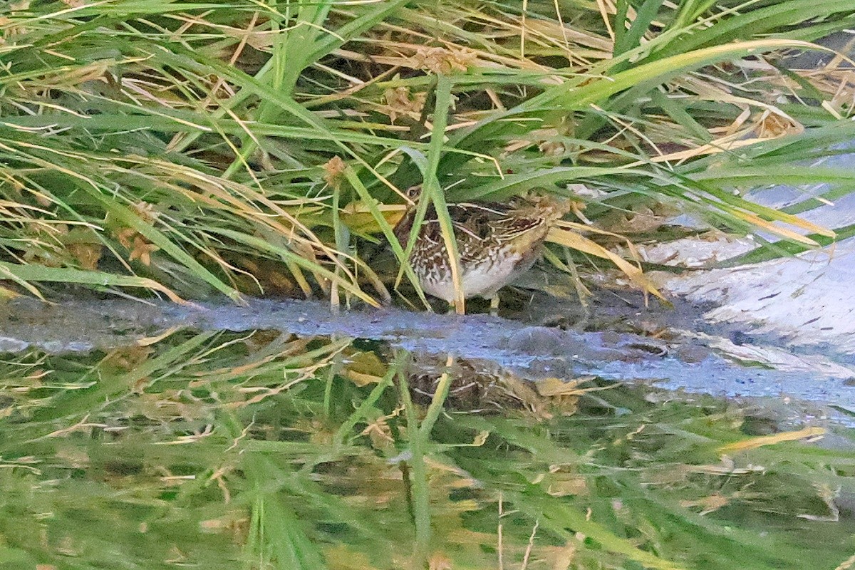 Wilson's Snipe - ML372120771