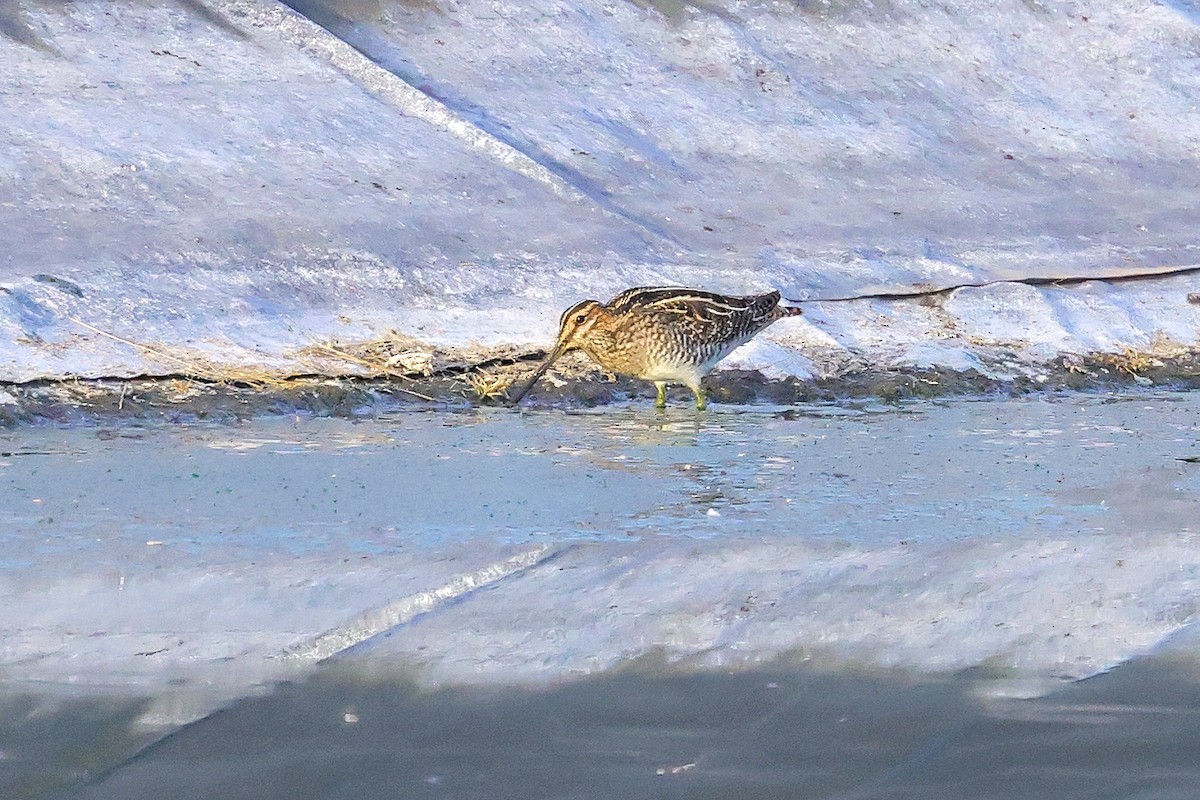 Wilson's Snipe - ML372120781