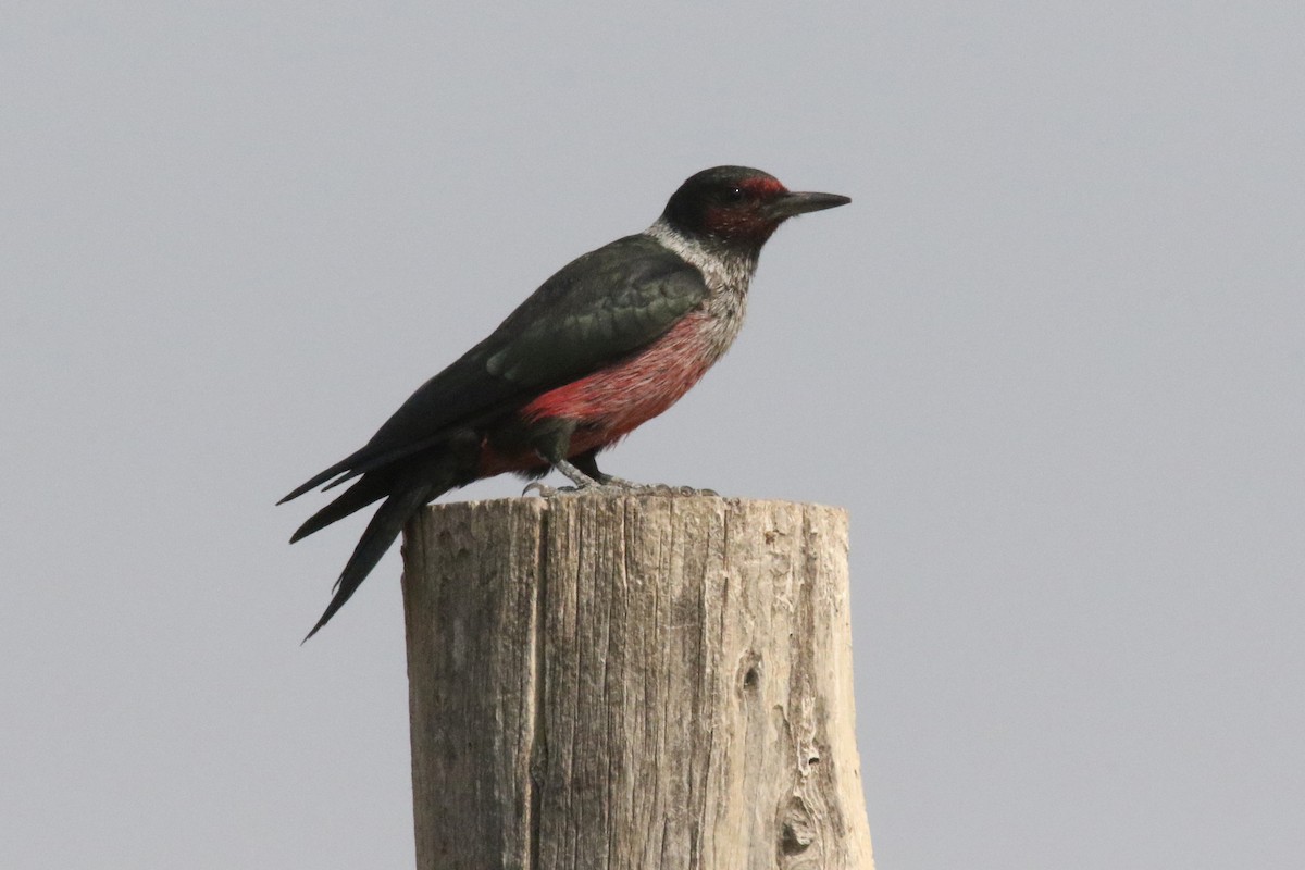 Lewis's Woodpecker - ML372122031