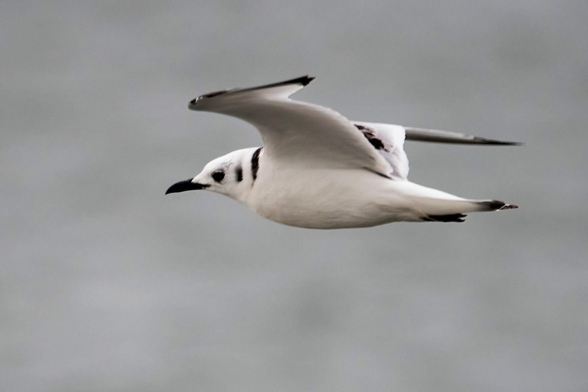 Black-legged Kittiwake - Sue Barth