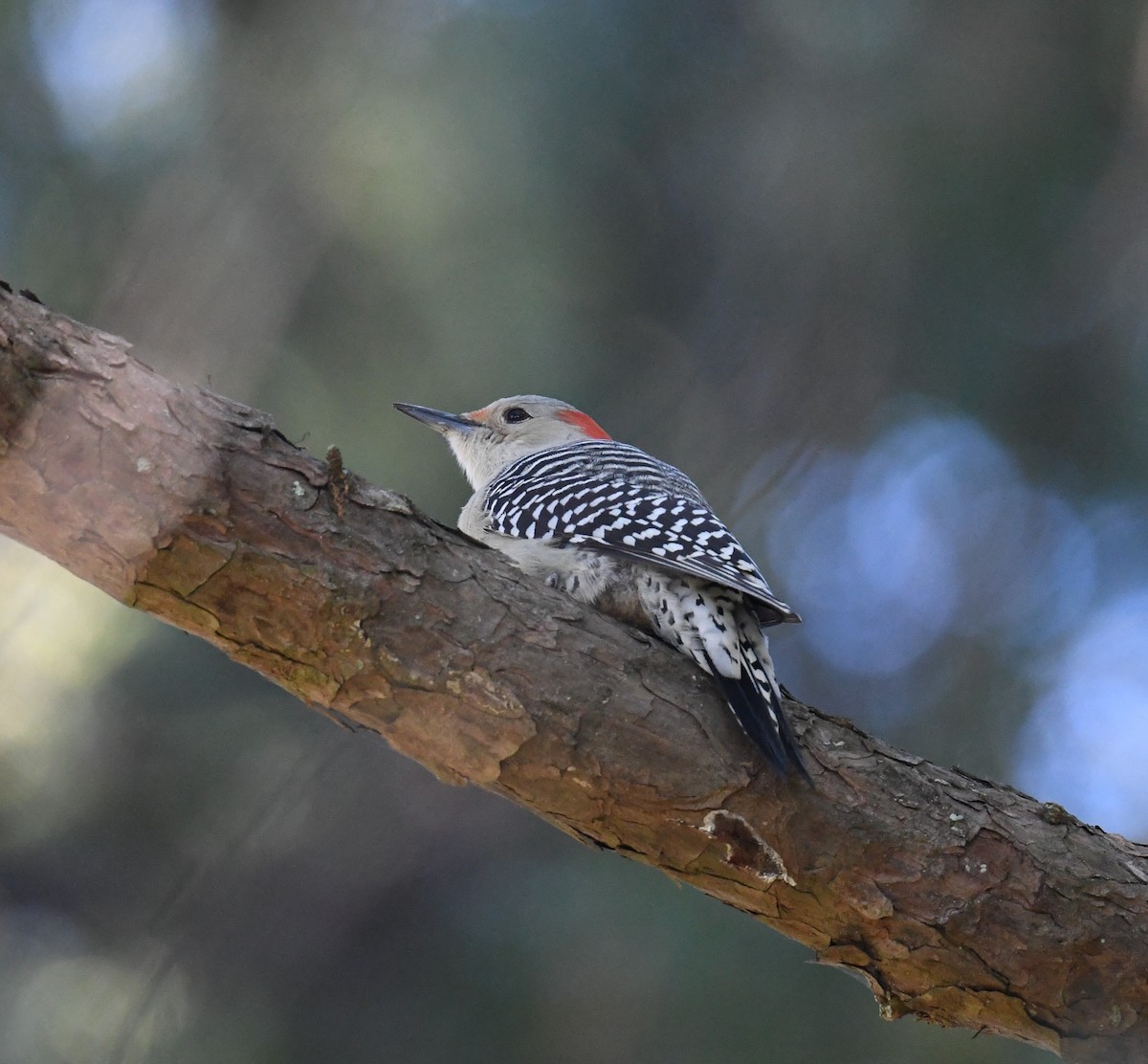 Red-bellied Woodpecker - ML372124631