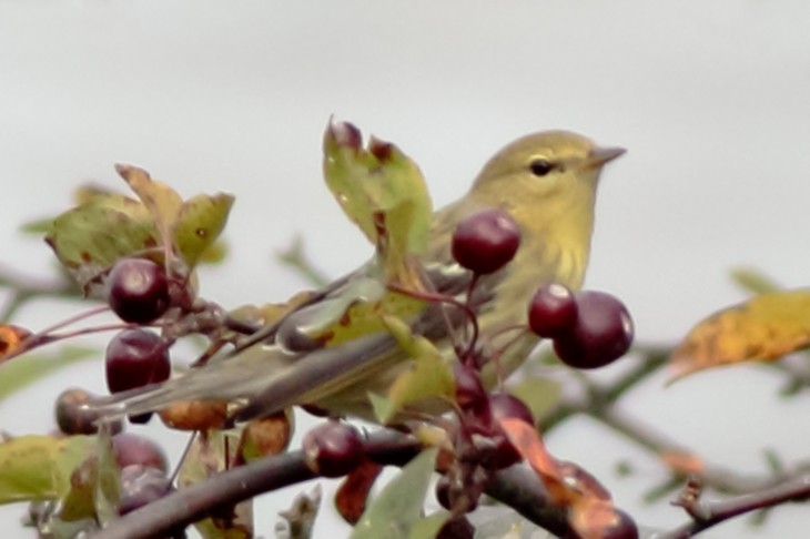 Blackpoll Warbler - ML372125031