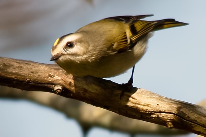 Golden-crowned Kinglet - ML372126681