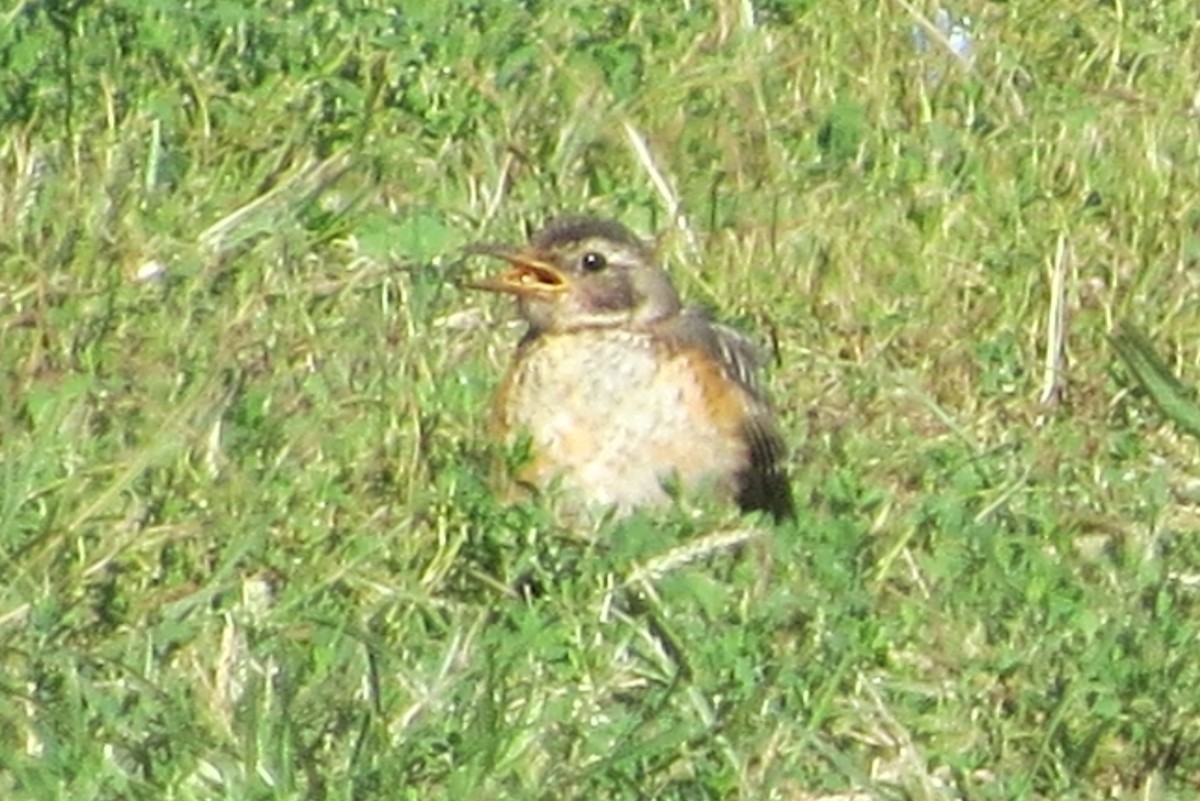 American Robin - ML372129211