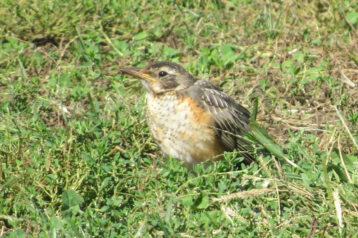 American Robin - ML372129231