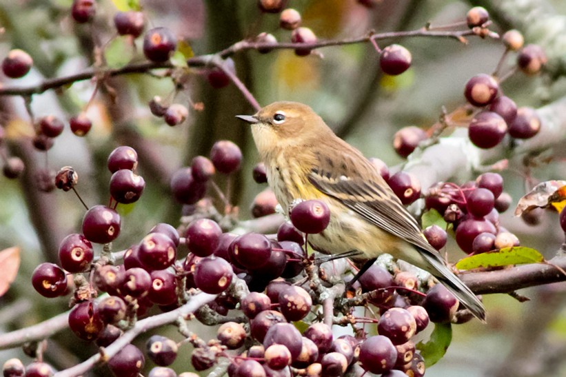 Yellow-rumped Warbler - ML372129851