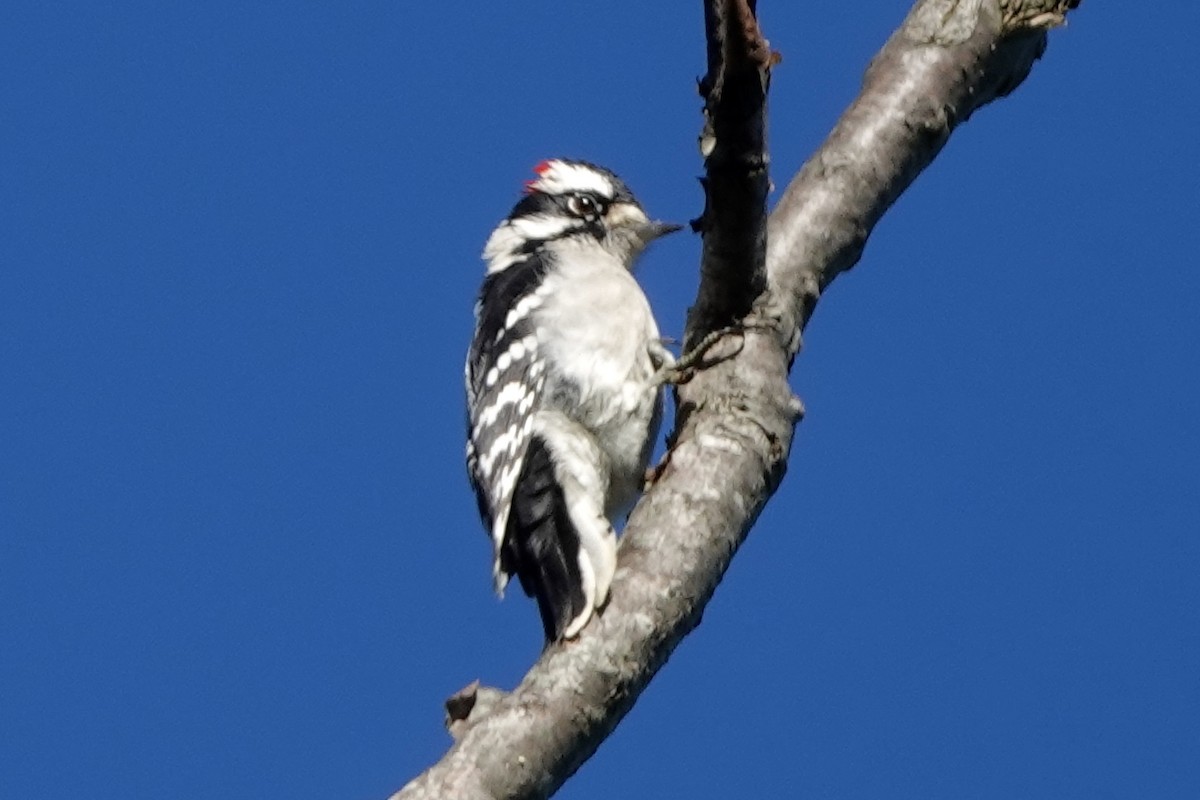 Downy Woodpecker - ML372130081