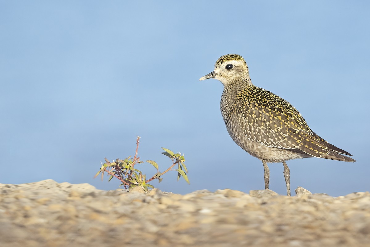 American Golden-Plover - Matt Misewicz