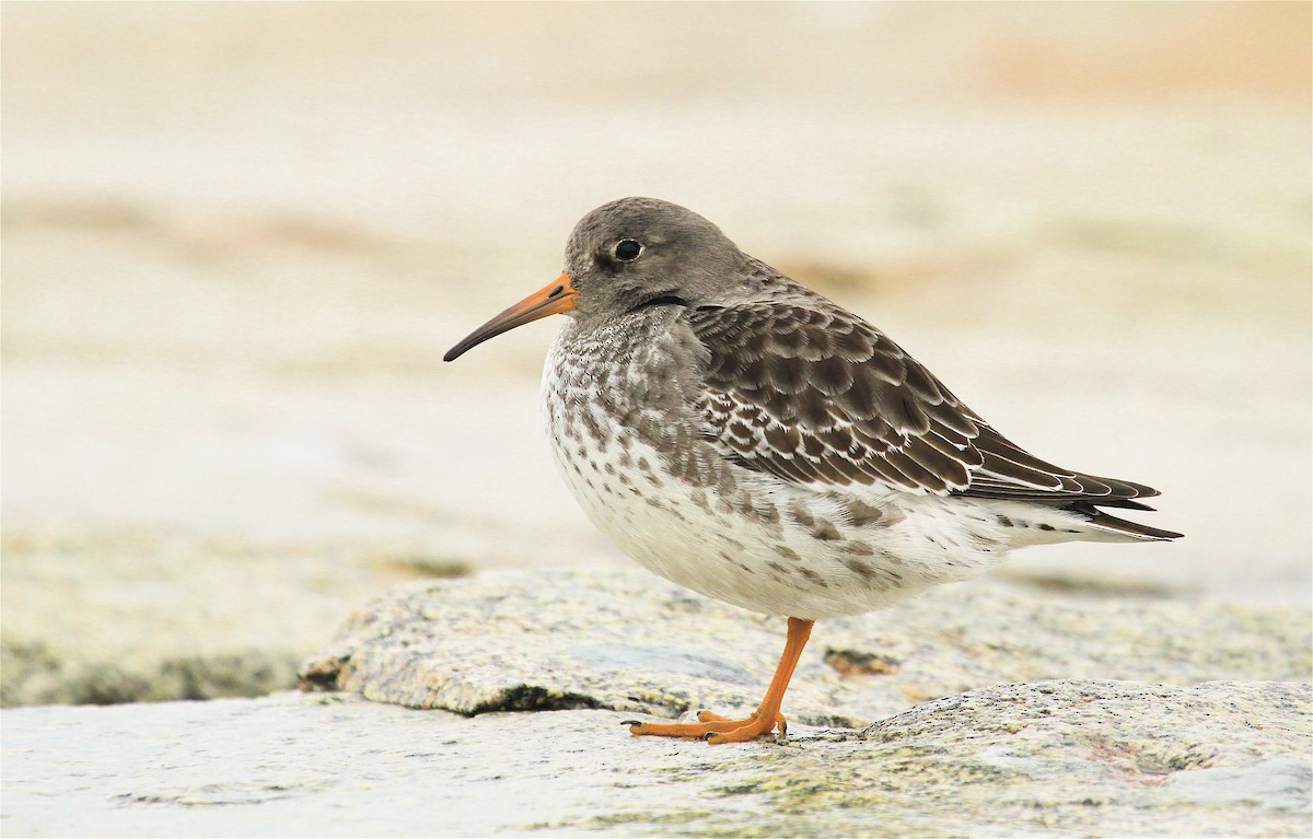 Purple Sandpiper - ML37213311