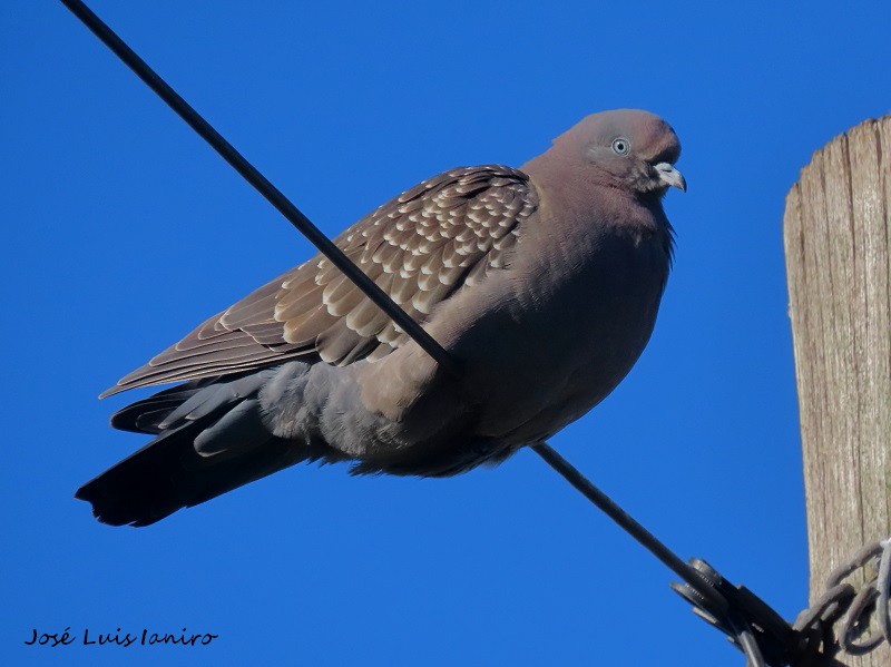 Spot-winged Pigeon - ML372134611