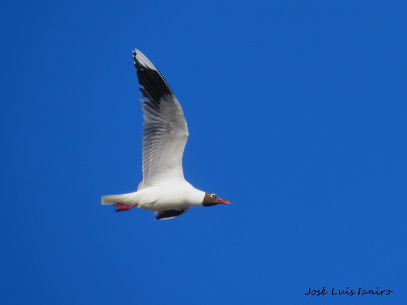 Brown-hooded Gull - ML372134841