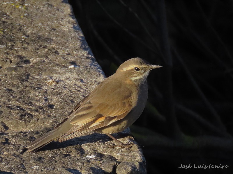 Buff-winged Cinclodes - José Luis Ianiro