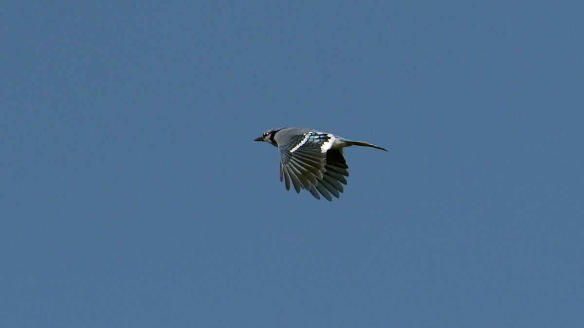 Blue Jay - ML372136571