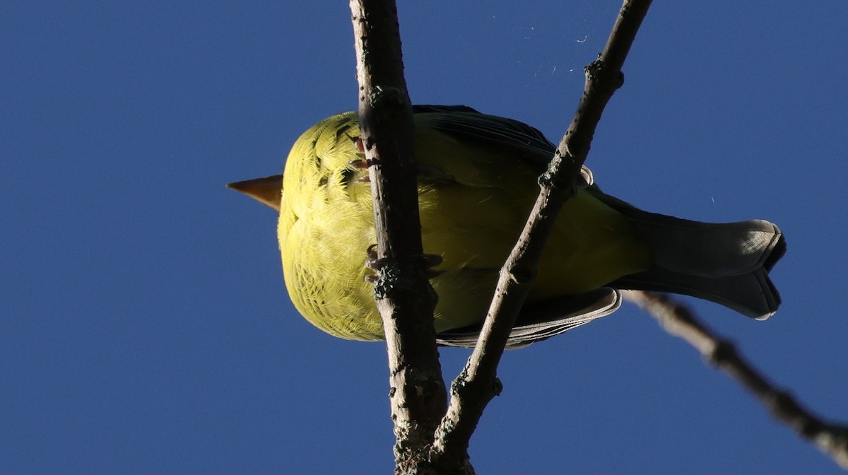 Scarlet Tanager - ML372136991