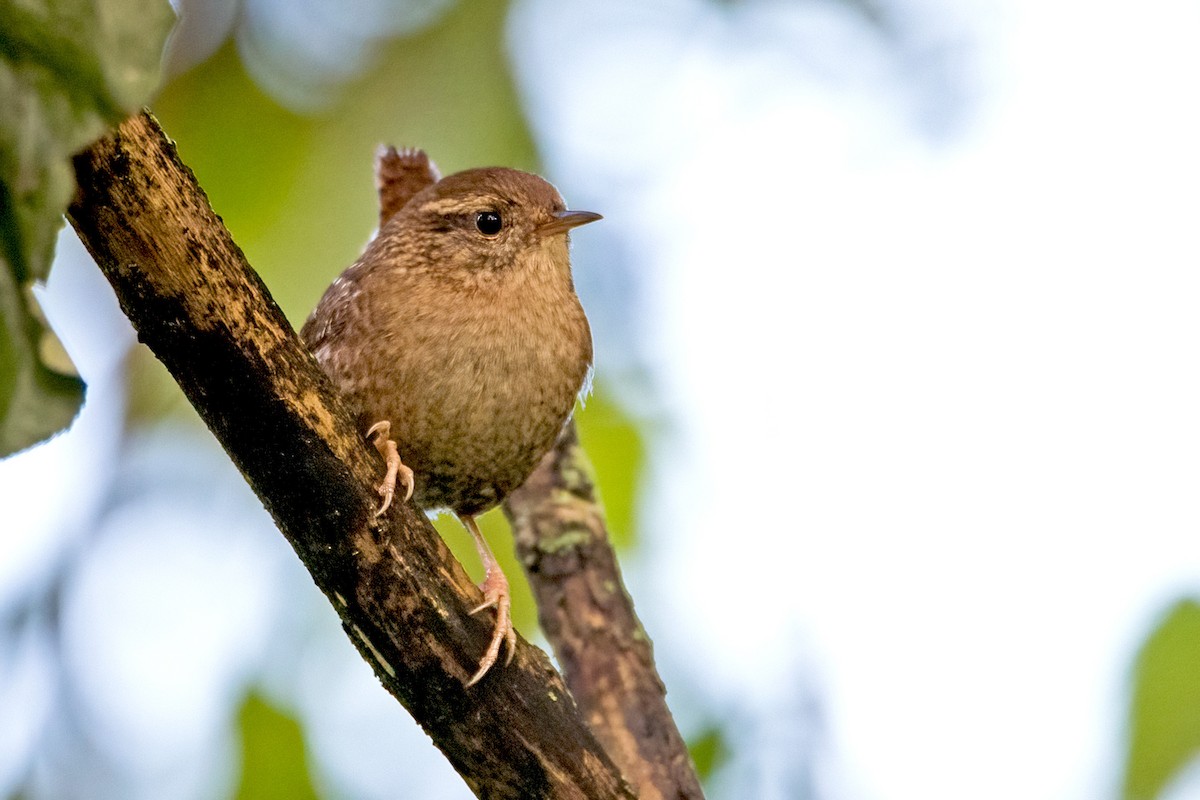 Winter Wren - ML372137061