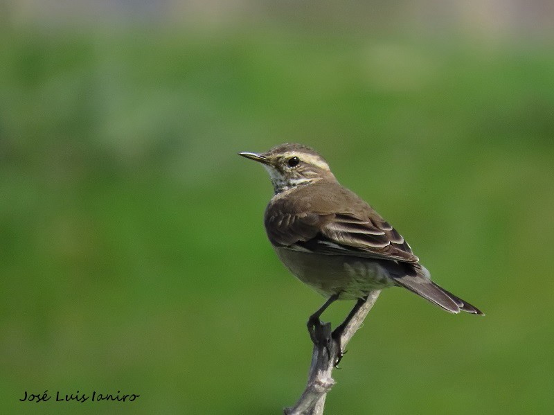 Buff-winged Cinclodes - ML372137461