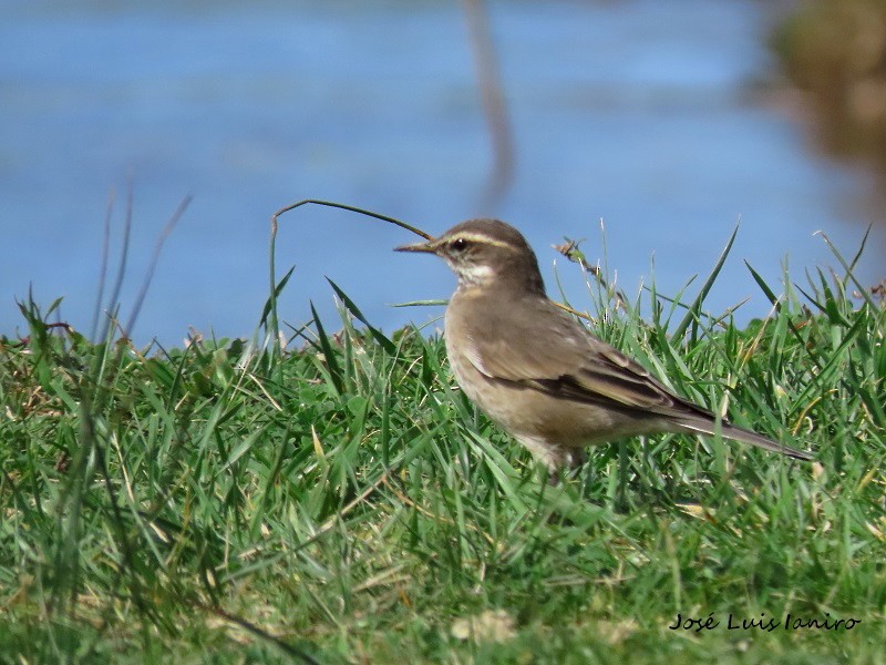 Buff-winged Cinclodes - ML372137481