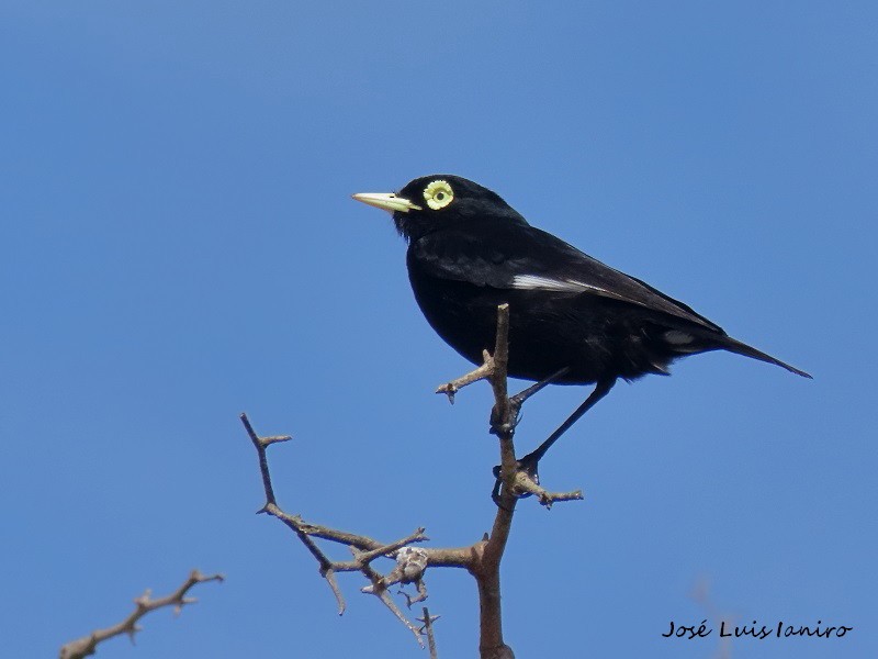 Spectacled Tyrant - ML372137561