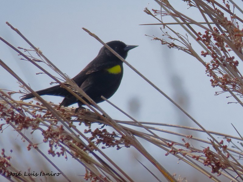 Yellow-winged Blackbird - ML372138031