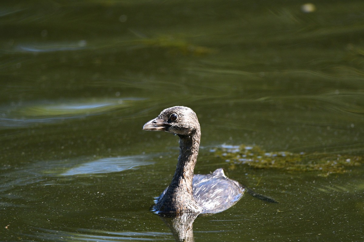 Pied-billed Grebe - ML372138241