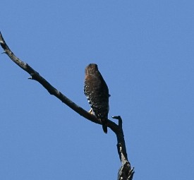 Red-shouldered Hawk - ML372138281