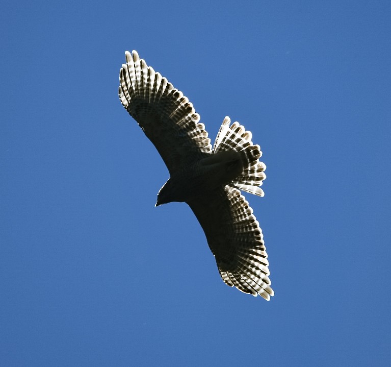 Red-shouldered Hawk - ML372138301