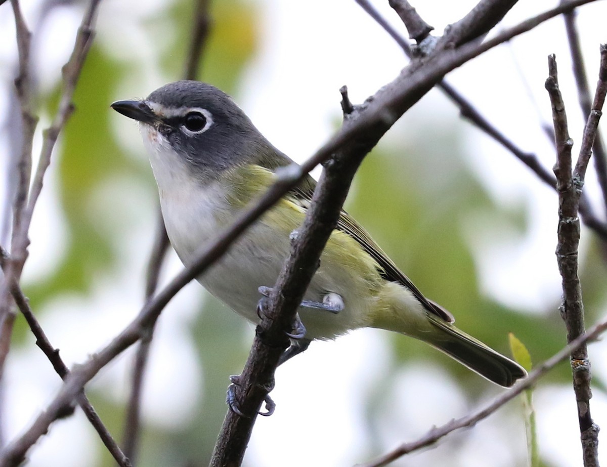 Blue-headed Vireo - ML372138741