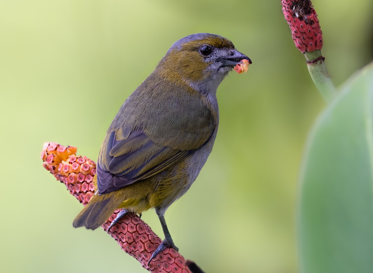 Golden-bellied Euphonia - ML372141501