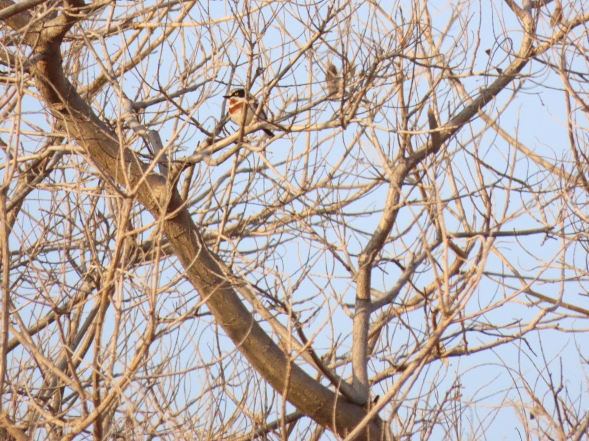 Chinspot Batis - Lloyd Nelson