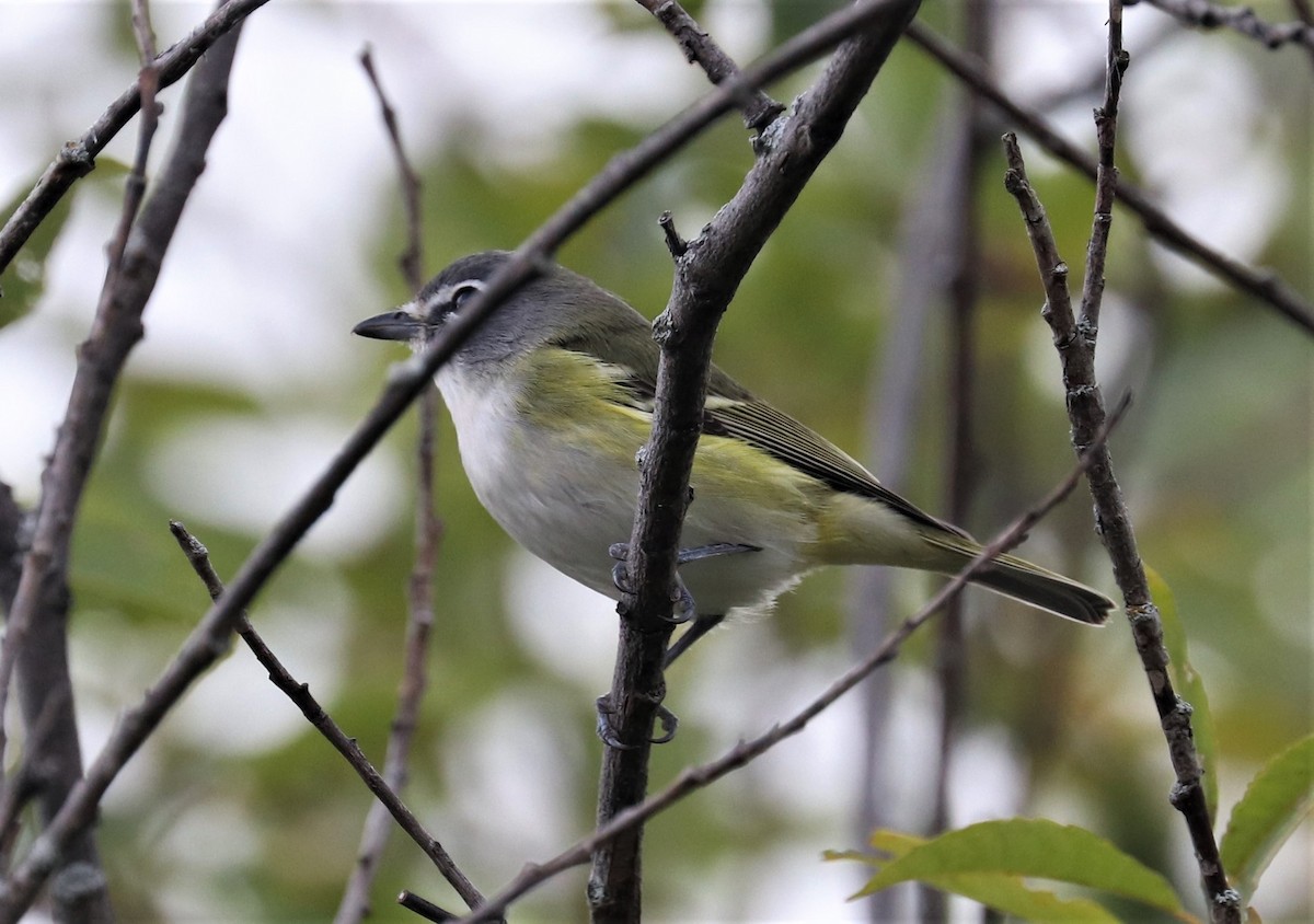 Blue-headed Vireo - Lynda Noel