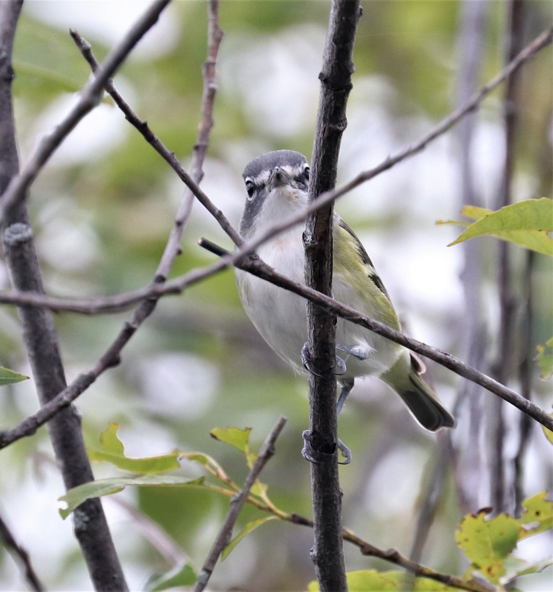 Mavi Başlı Vireo - ML372142561